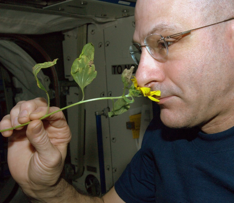 Illustration for article titled The First Space Flower Bloomed Decades Ago, Not This Week